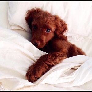 Meet your Posher, Earl