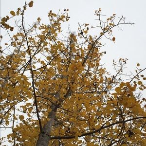 Meet your Posher, Isabella