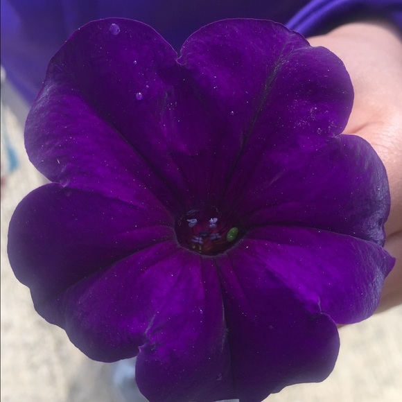 Meet your Posher, Natalie