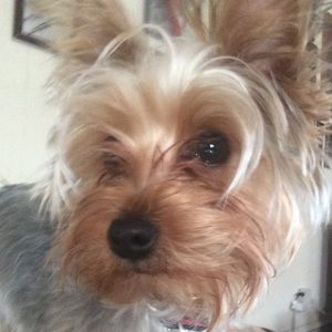 Meet your Posher, Dan