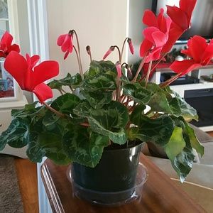 Meet your Posher, Kristy