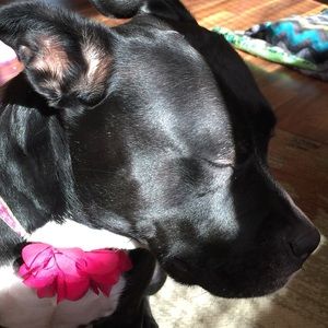 Meet your Posher, Destiny