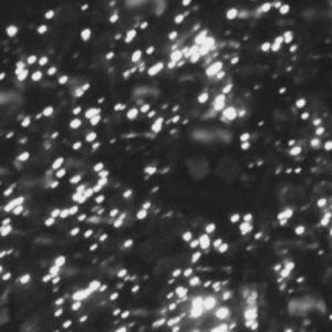 Meet your Posher, Francesca