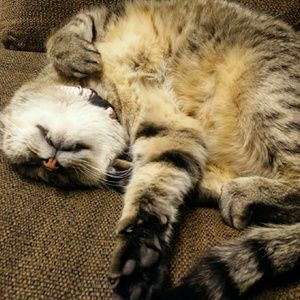 Meet your Posher, Kar