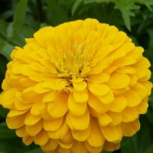 Meet your Posher, Grisel