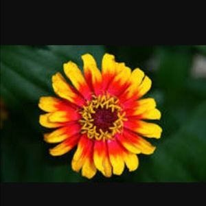 Meet your Posher, Sharifa