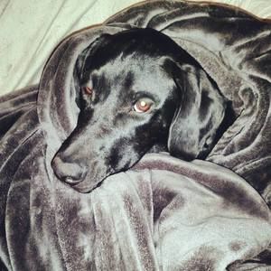 Meet your Posher, Elisha