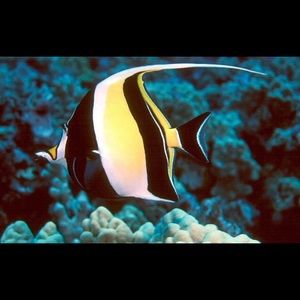 Meet your Posher, Faith