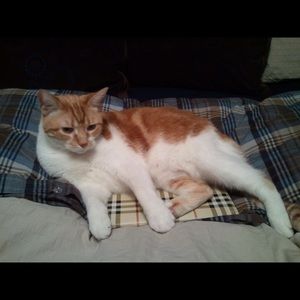 Meet your Posher, Jesse