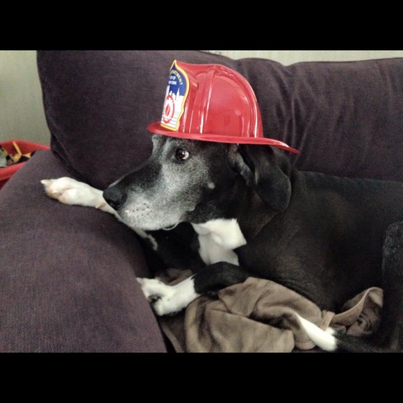 Meet your Posher, Abigail