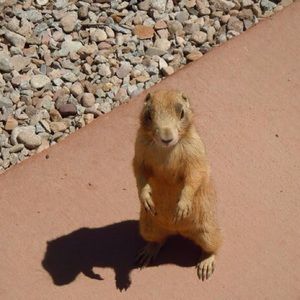 Meet your Posher, Paula