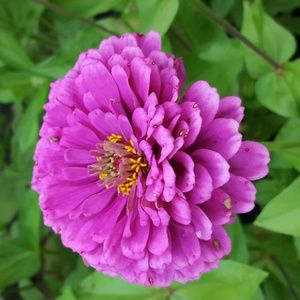 Meet your Posher, Molly