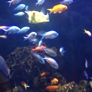 Meet your Posher, Ferman