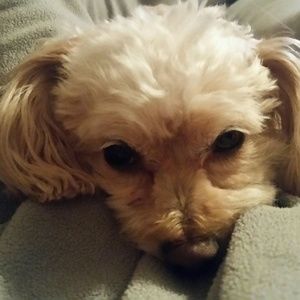 Meet your Posher, Pamela