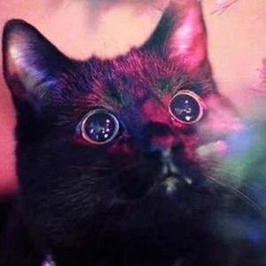 Meet your Posher, Brenda