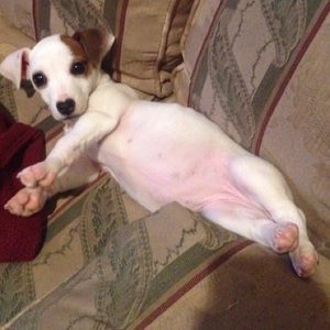 Meet your Posher, Bailey