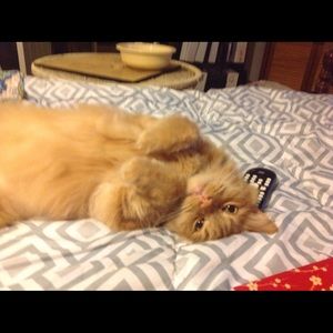 Meet your Posher, Jean