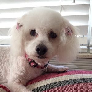 Meet your Posher, Abbie