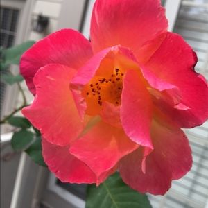 Meet your Posher, Brittney