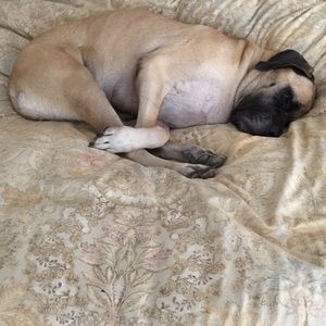 Shhhhhh...sleeping mastiff