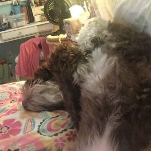 A dog