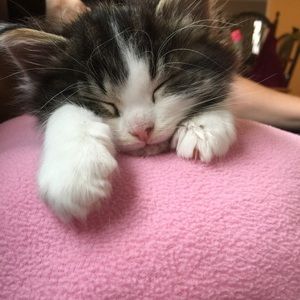 Meet your Posher, Lindsey