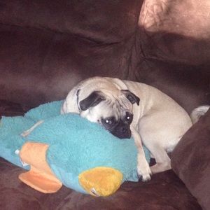 Meet your Posher, Brandi