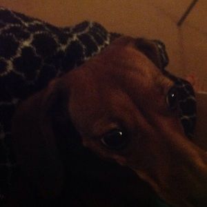 Meet your Posher, Donna