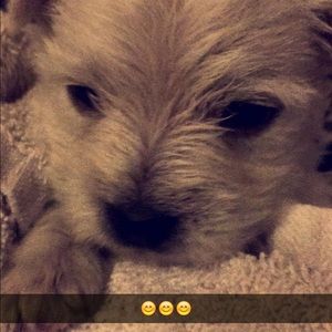 Meet your Posher, Bailey