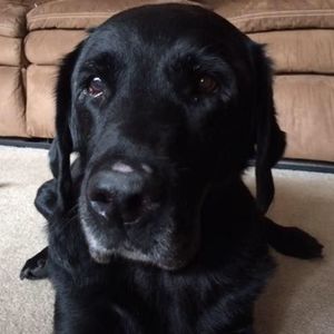 Meet your Posher, Shelly