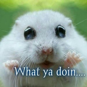 Meet your Posher, Julie