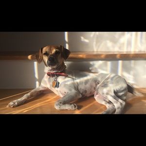 Meet your Posher, Gracie