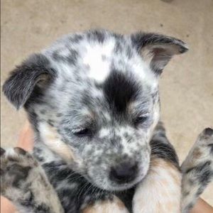 Meet your Posher, Jean