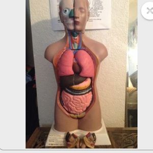 Small torso