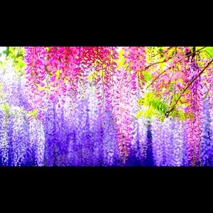 Meet your Posher, Quoc