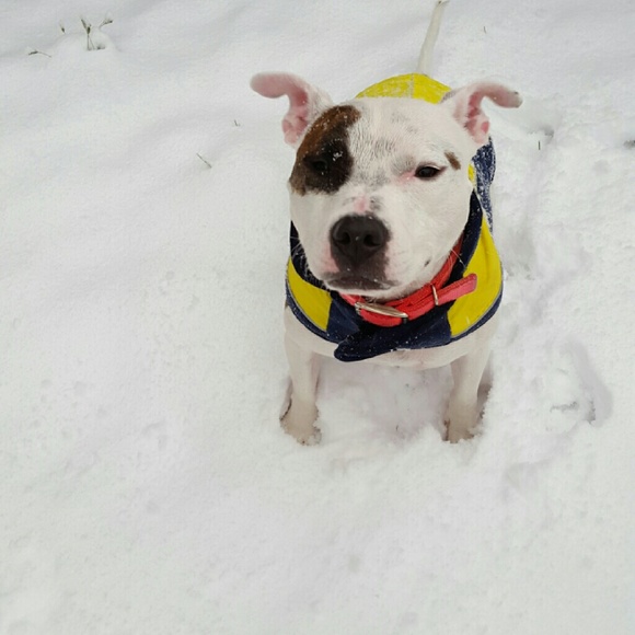 Meet your Posher, Siri - Picture 2 of 2