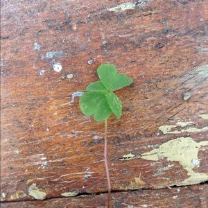 Meet your Posher, Lili