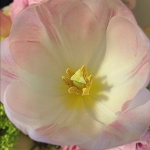 Meet your Posher, Elva