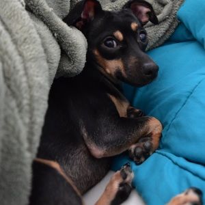 Meet your Posher, Rachel