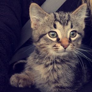 Meet your Posher, Rachel