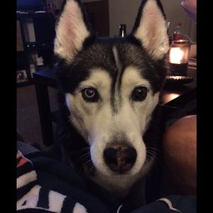 Meet your Posher, Kiley