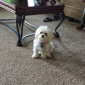 Meet your Posher, Devitta