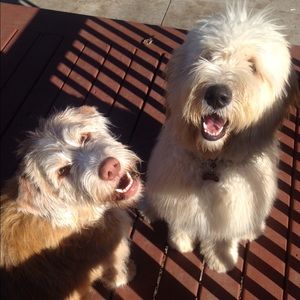 Meet your Posher, Sam