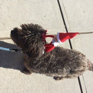 Meet your Posher, Judi