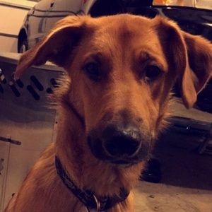 Meet your Posher, Amber