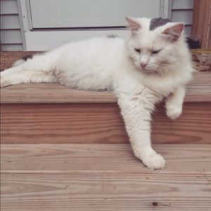 Meet your Posher, Destiny