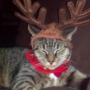 Meet your Posher, Enid