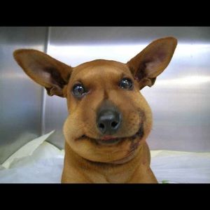 Meet your Posher, Martha