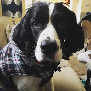 Meet your Posher, Morgan