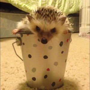 Meet your Posher, Vanessa